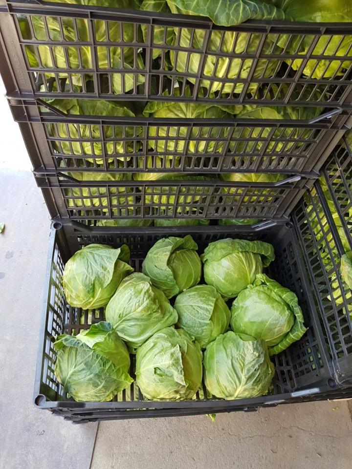 Cabbage In Plastic