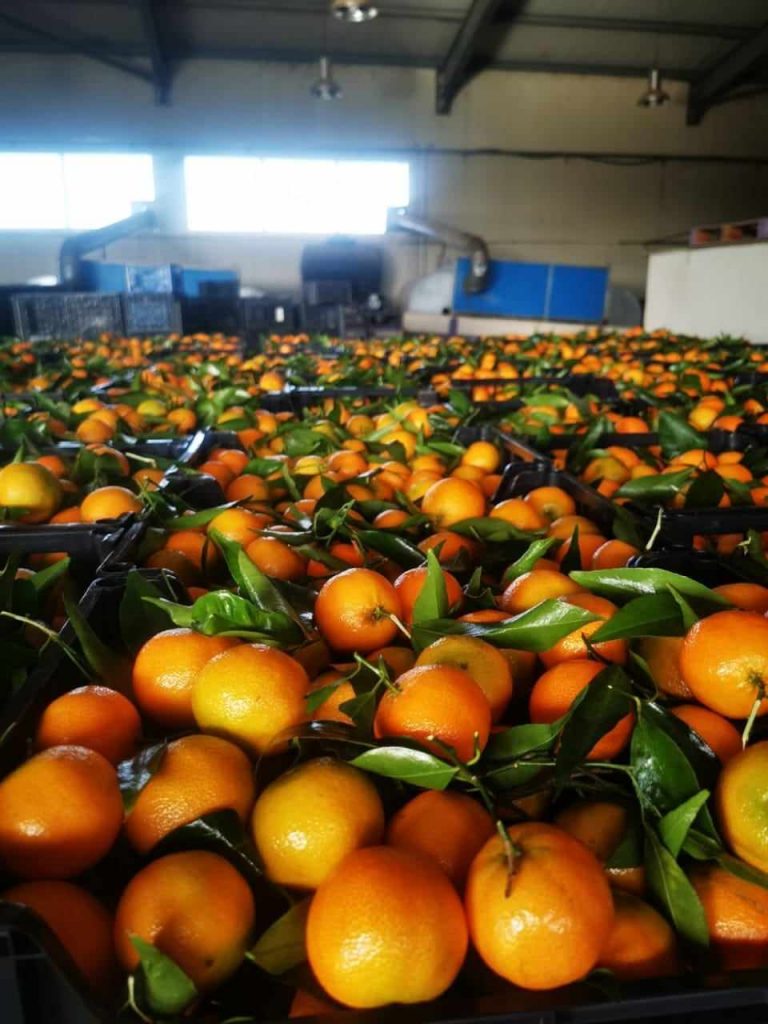 Clementines